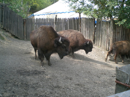 2010-08-02 14-42-38 VTK Scheeszel 2010 371